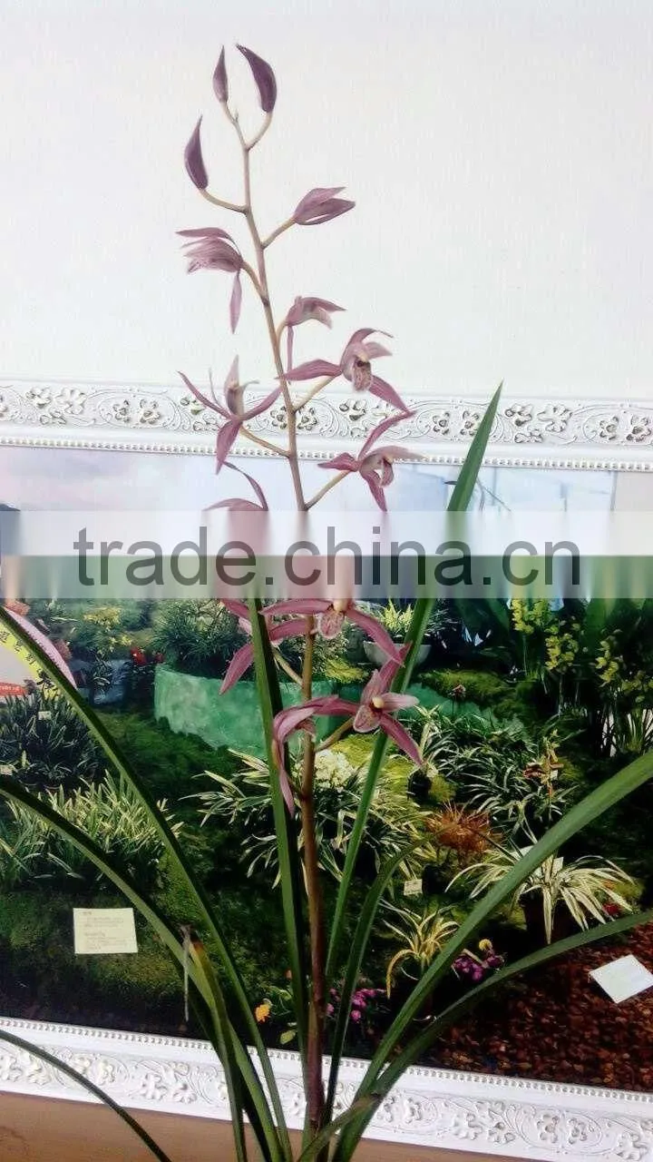 Cymbidium hybridum faberi(Zhu Gong hybrid)