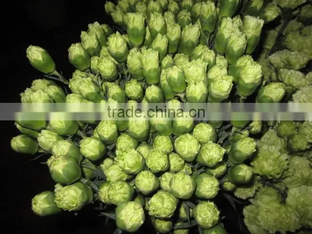 fresh cut flowers carnation varieties flowers