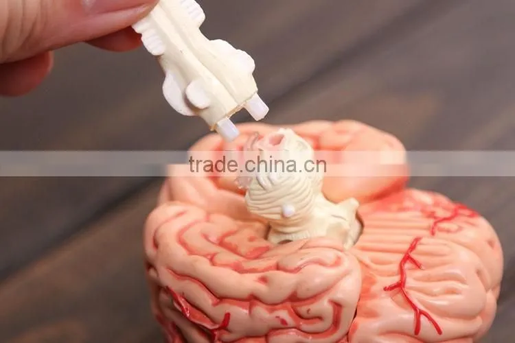 Education Toy Human brain model structure model assembled Anatomy dimensional model 32pcs set
