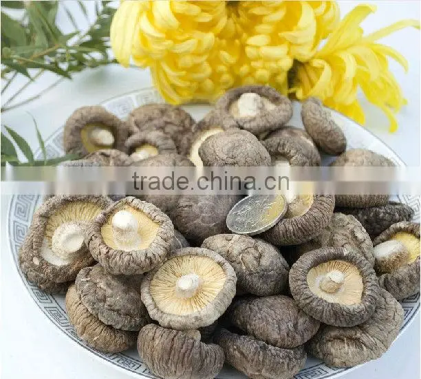 Edible Fungi Mushrooms ,Dried Shiitake Mushroom, Dried Mushrooms