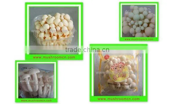 white shimeji mushroom