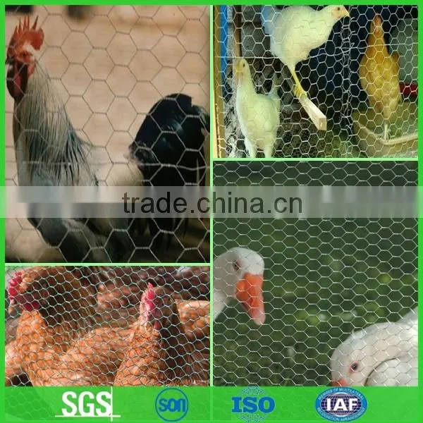 Small hole chicken wire mesh for poultry