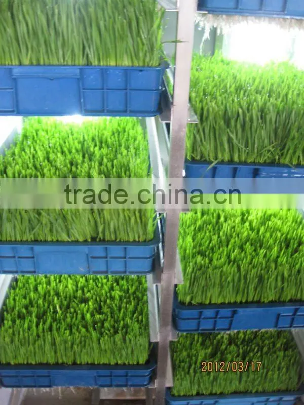 Seedling planting machine/oat sprout machine/ wheat sprout machine
