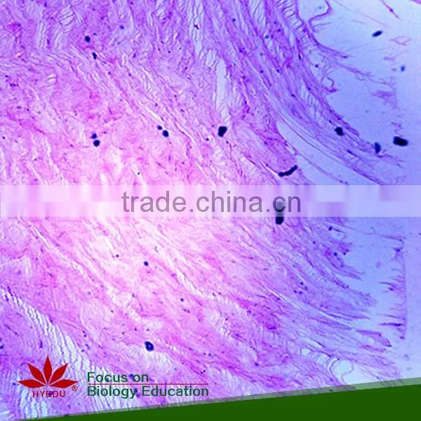 Hot sale 40pcs high quality medical parasitology prepared slides set