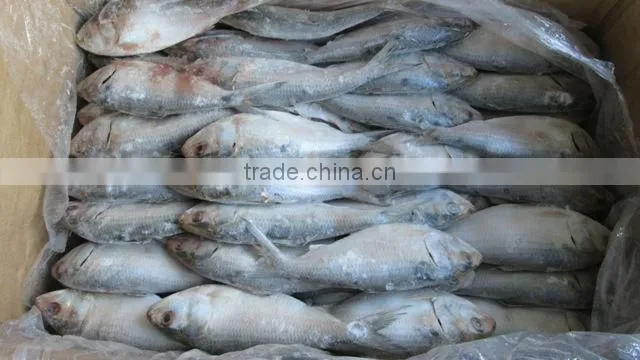 FROZEN SARDINE FISH