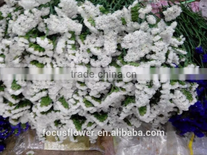 Fresh cut statice good quality cut flower myosotis from Kunming