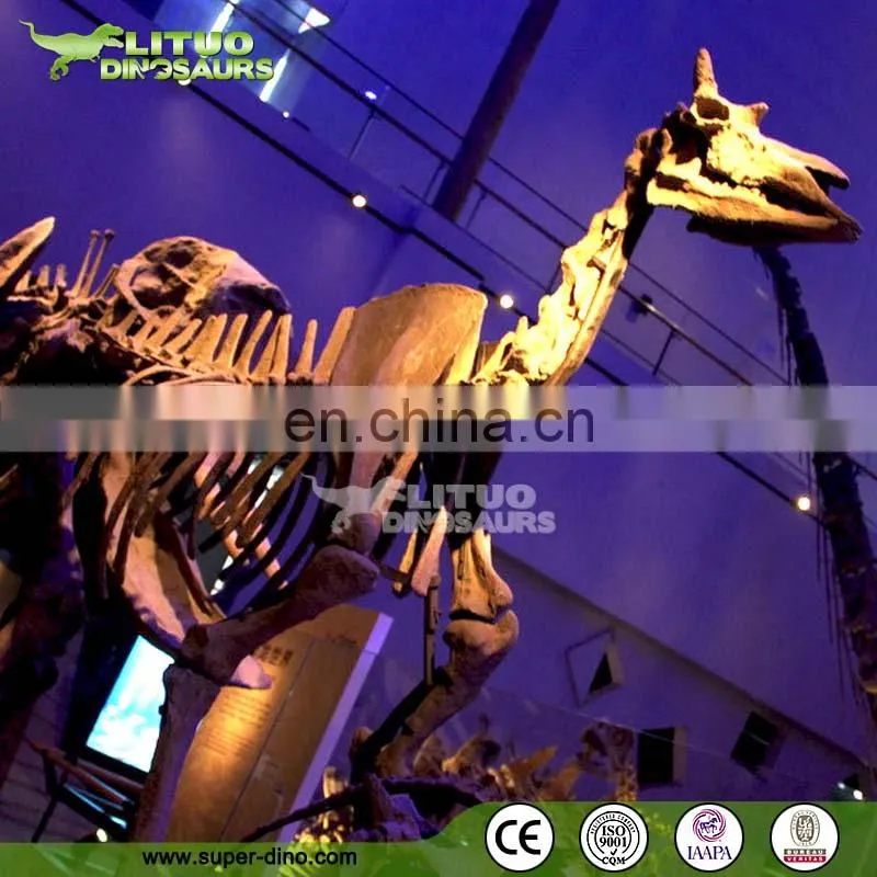 Trade Assurace High Simulation Museum T REX Skull