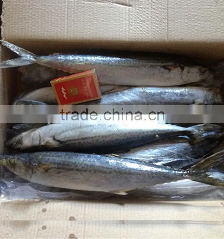 fresh mackerel fish