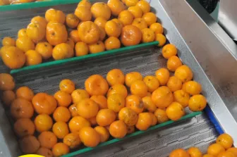 Crawfish Washing Machine Complete Sets of Crawfish Cleaning Cooking Processing Equipment Crawfish Production Line