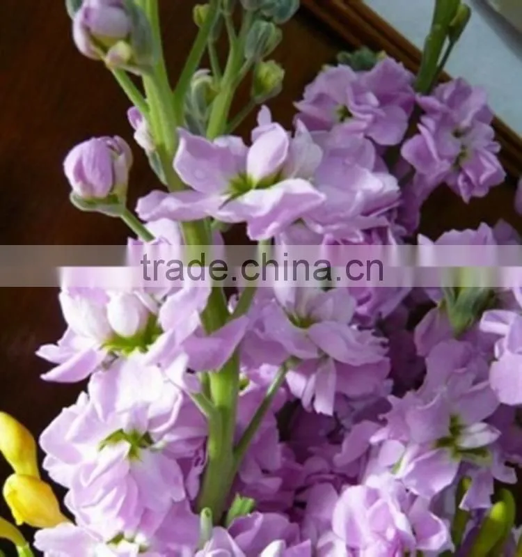 Cheap Best-Selling light purple violets