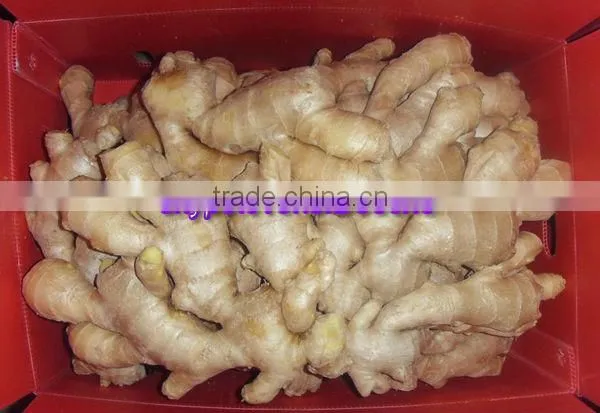 2014 High Quality New Crop Fresh Ginger For UK,CANADA,USA and EU Market