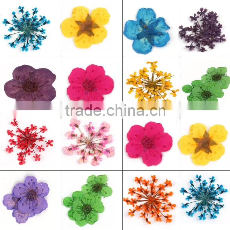 Stickers & Decals 3D Dry Flower, Mix 12 Color Decoration Real Dried Dry Flower for Nail Art Decoration ZX:GH743
