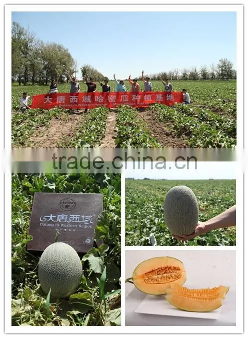 cheap price FD fruits honey-dew melon hami melon
