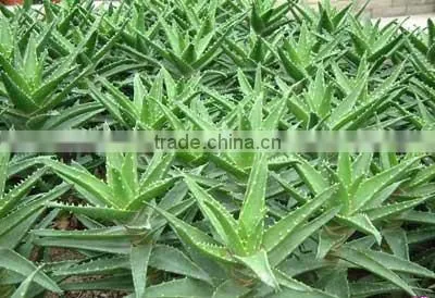 100% pure aloe vera gel