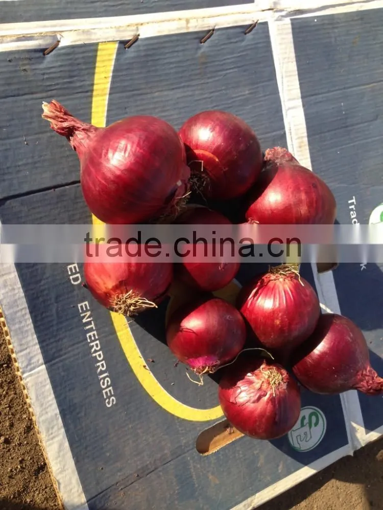 Fresh yellow onion exporters in Egypt