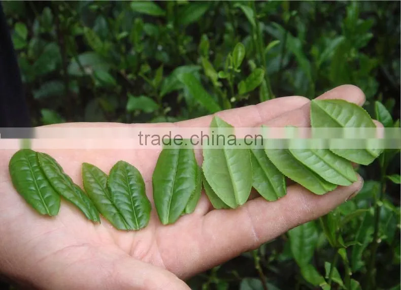Chinese Famous Hot sale LIU AN GUA PIAN Green Tea