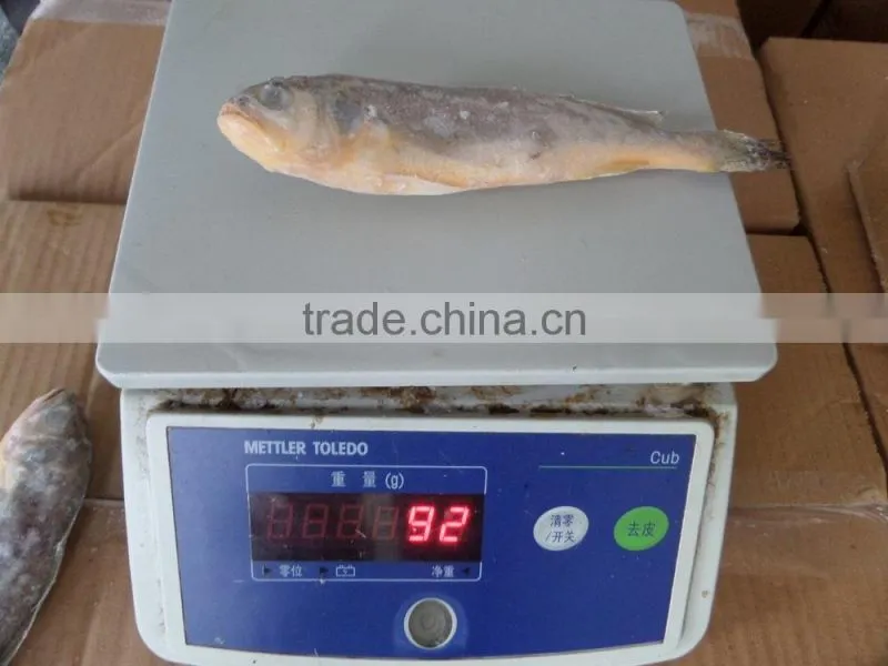 Frozen Yellow Croaker 75/100 g/pc
