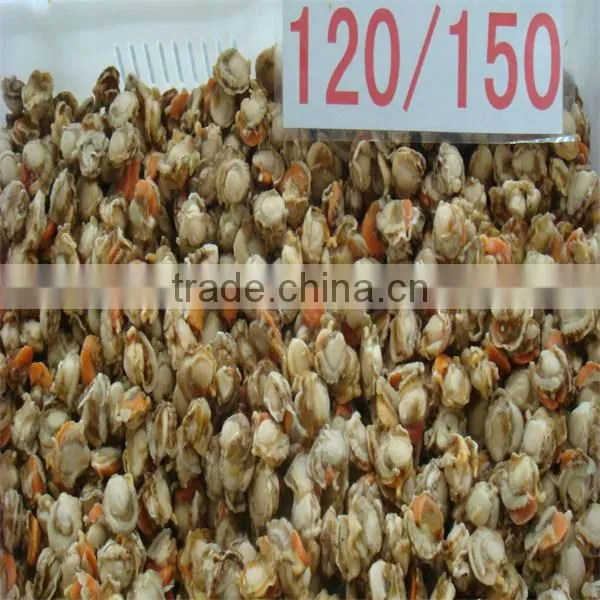 sea frozen cooked raw sacllop adductor