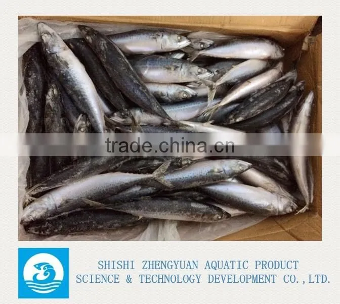 Chinese Frozen seafood/Frozen Fish Factory