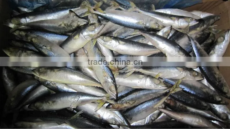 New frozen mackerel fish 100-120g
