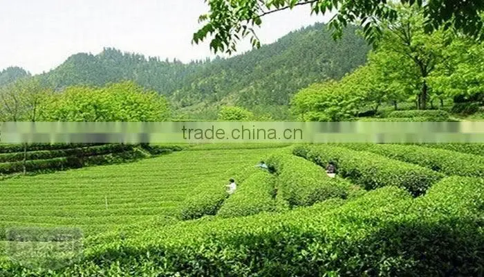 Chinese Organic and health Huoshan Huangya Yellow tea ,100% Natural yellow tea