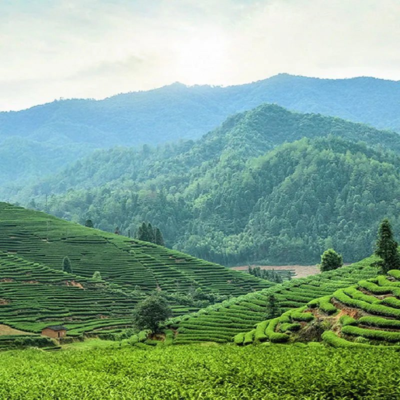 高山茶园1.jpg