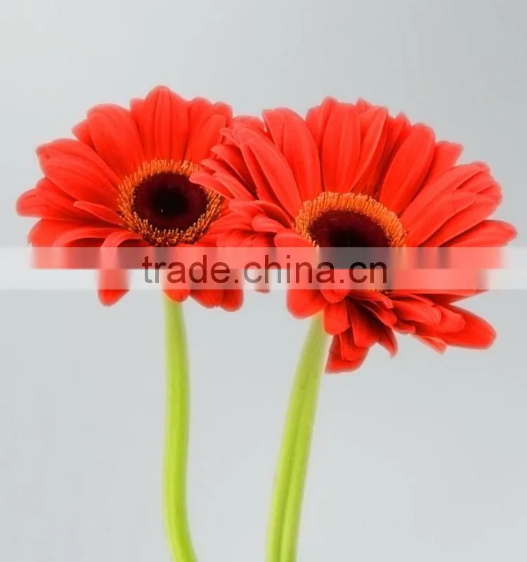 Durable Savanna red gerbera flower