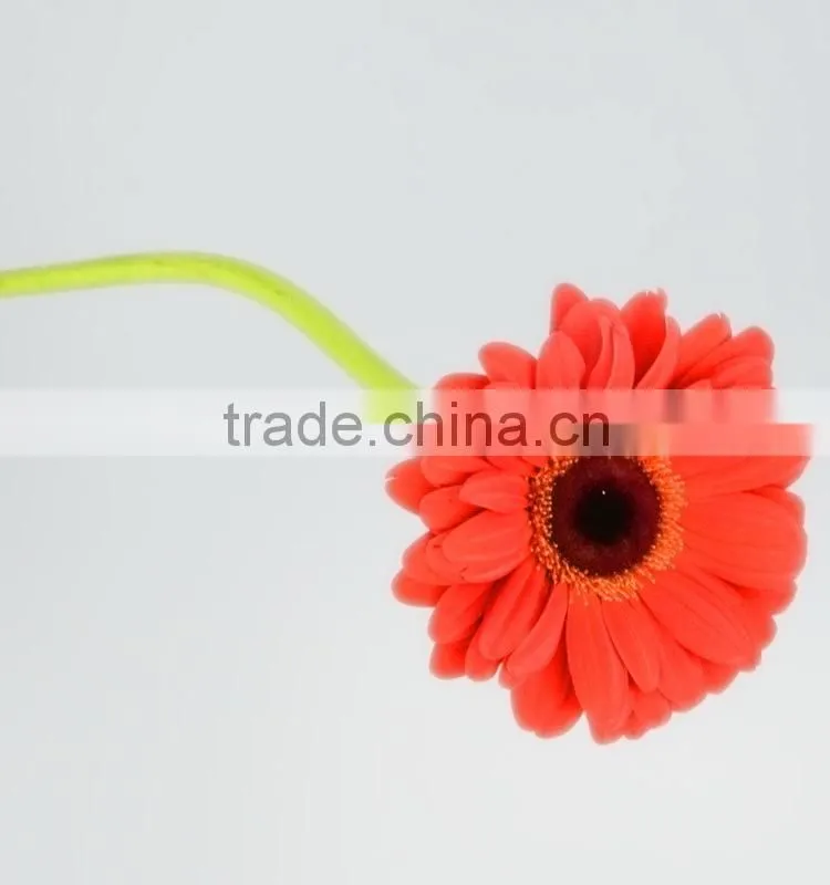 Bottom price Savanna dubai fresh flower red color gerbera