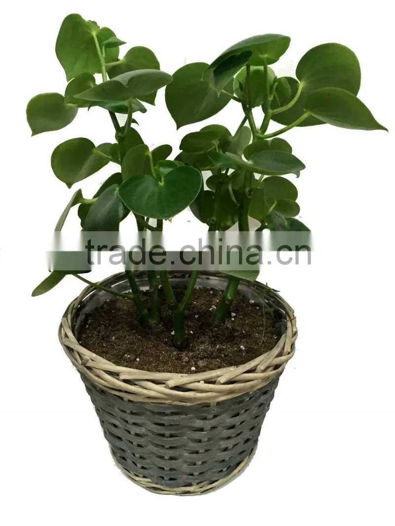 home garden plant pots, flower pots