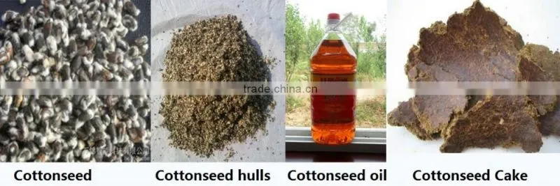300TPD Chinese manufacture cotton seed oil press machine, set of cotton seed oil pressing machines with CE, ISO