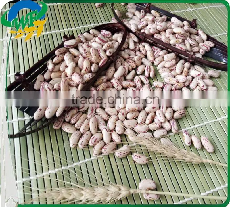 Chinese Light Speckled Kidney beans Long Shape for Europ