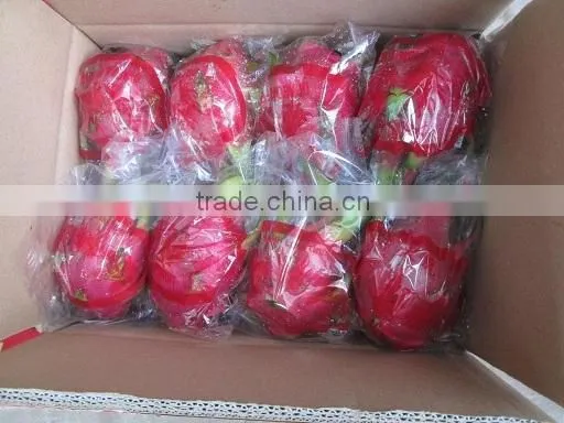Vietnam Dragon Fruit with high quality and Best Price
