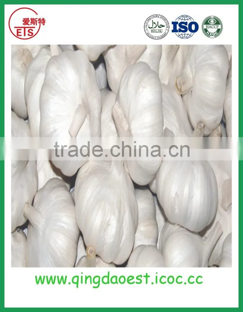 New garlic with good price fresh normal white garlic