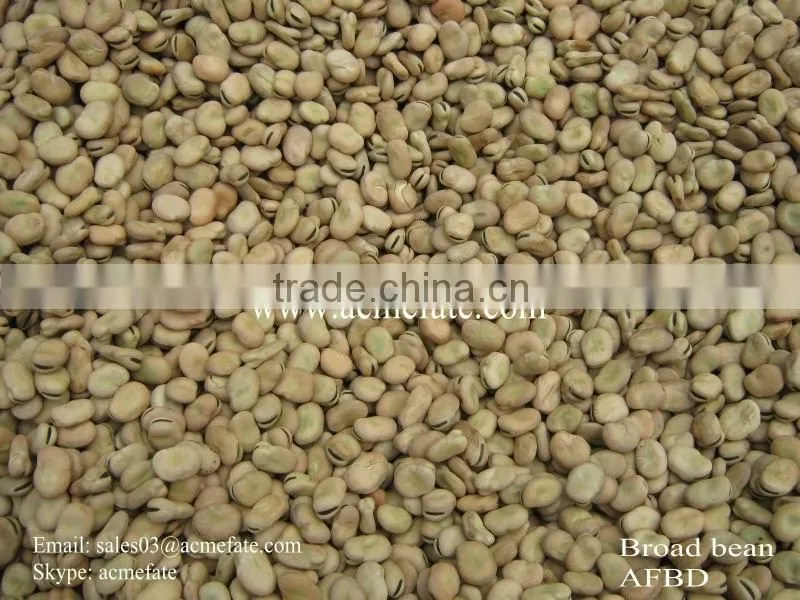 Good Quality Dry Broad Bean/fava grain crop/pulses