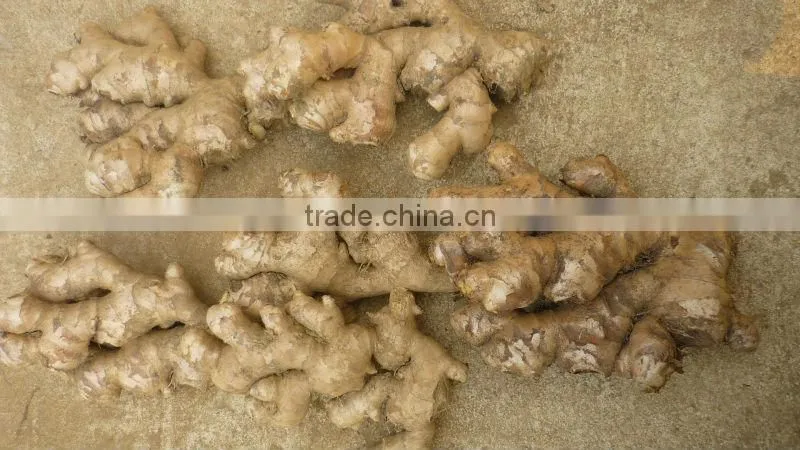 SLICE GINGER HIGH QUALITY