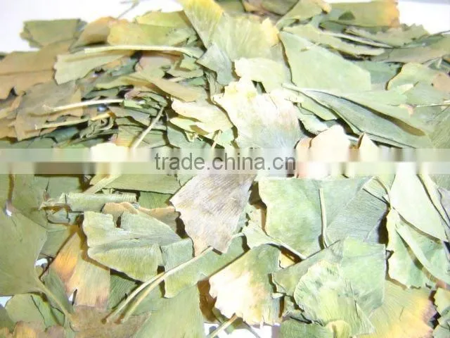 Ginkgo Biloba leaves 50KGS/BALE