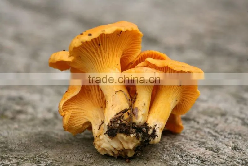 Natural Cultivated Dried Chanterelles Mushroom / Cantharellus Cibarius Wholesale Price