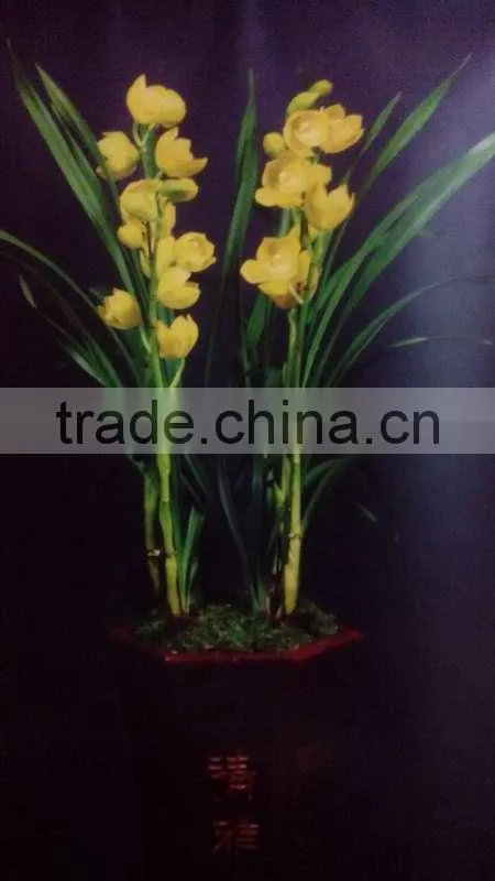 Cymbidium hybridum faberi(Gold Beauty)
