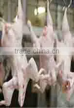 China Chicken Plucker,chicken plucker fingers,automatic chicken plucker for sale