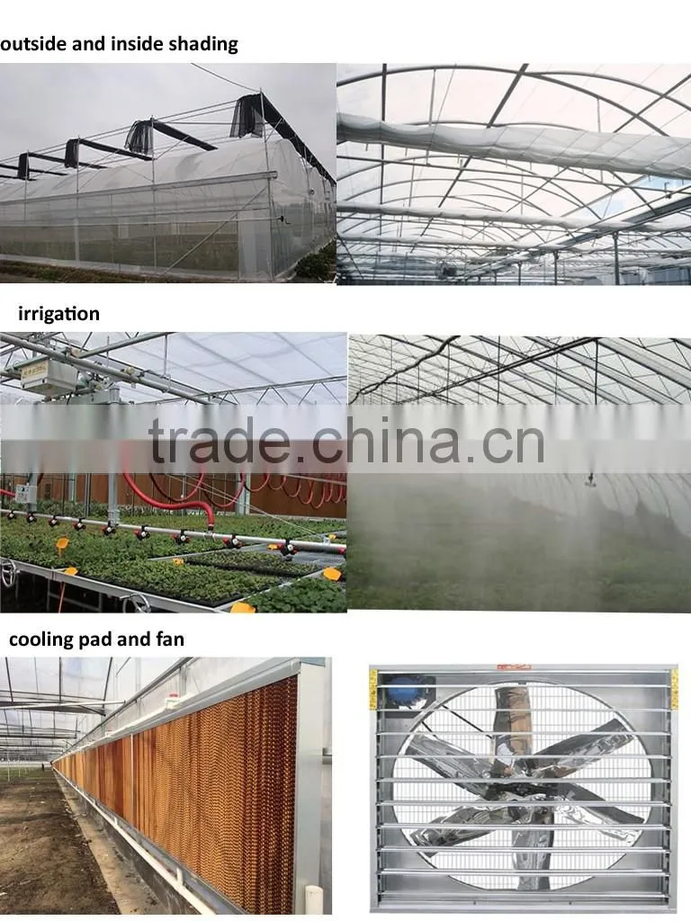 Multi-span tunnelgreenhouse for vagetable and fruits