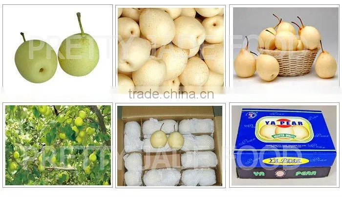 2013 Fresh Ya Pear Export