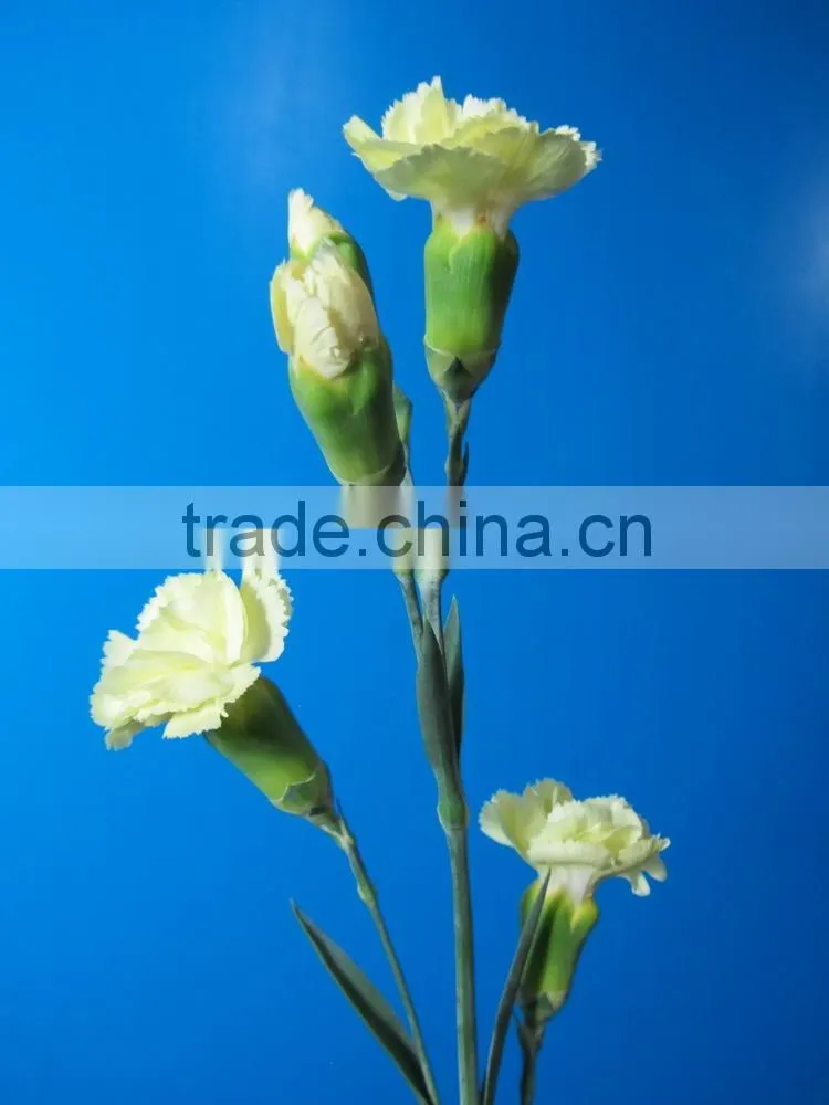 Colorful hot sale flowers carnation wedding flowers
