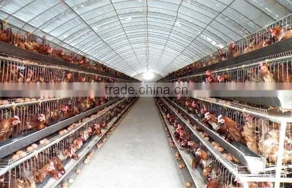 chicken battery cages