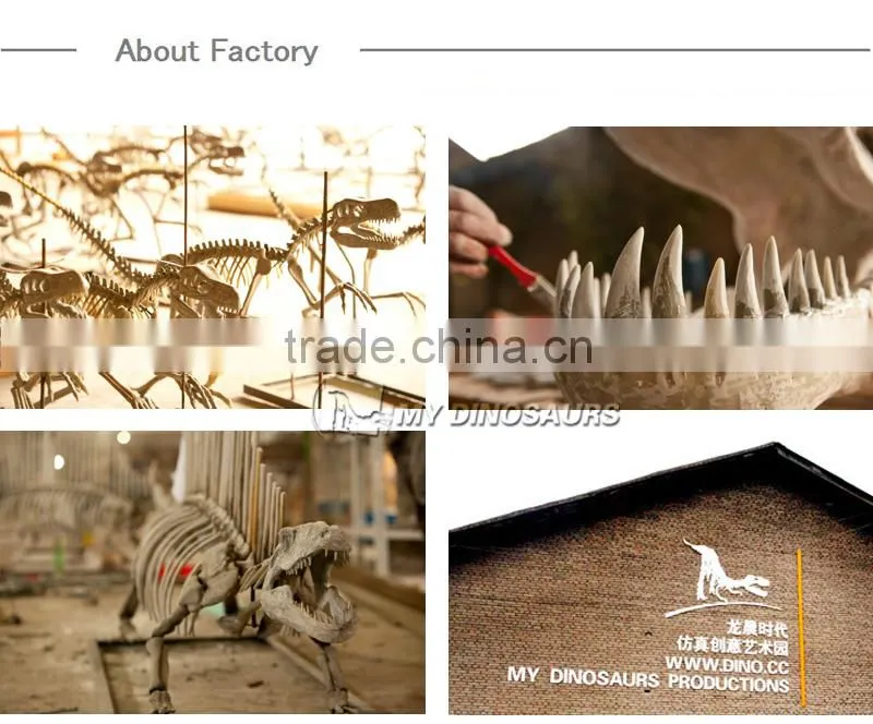 MY Dino-A12 Museum quality artificial prehistoric animal fossil replica