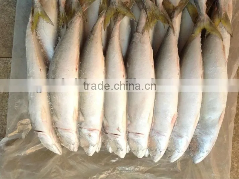 new sea frozen 55-60pcs/ctn mackerel whole round