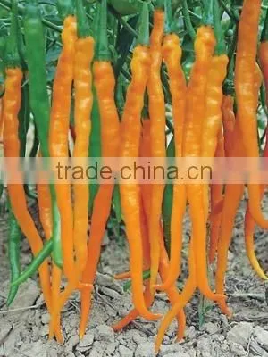 Chinese vegetable yellow Pepper Seeds for planting-Yellow Imperial Chili F1