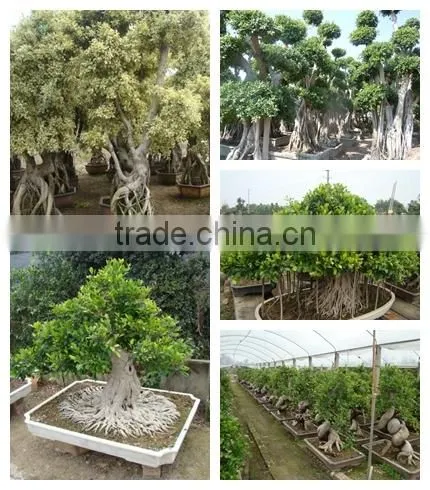 Ficus Microcarpa