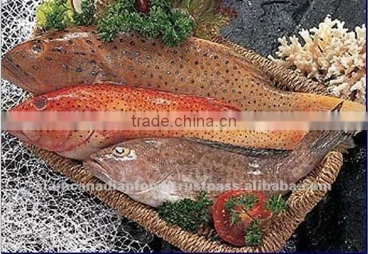 Sea Water Fresh Frozen Fish