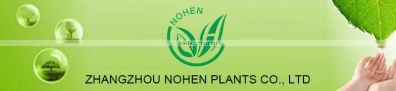 indoor decoration sanderiana dracaena spiral lucky bamboo wholesale