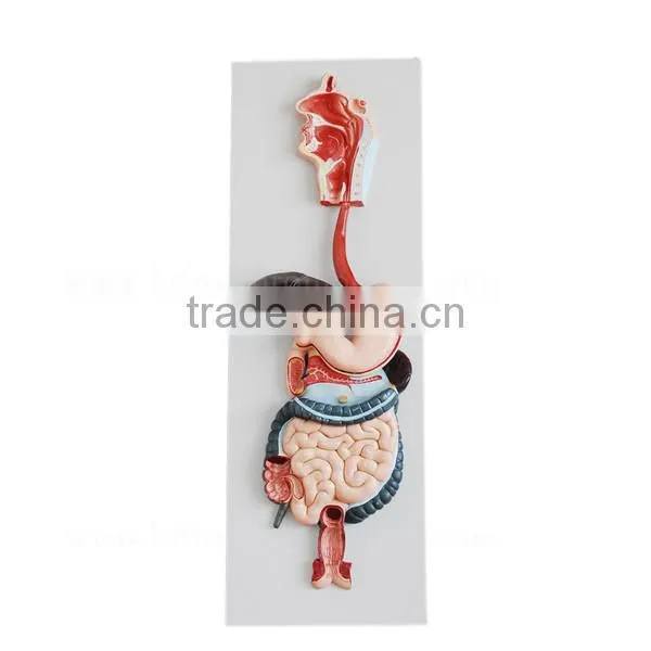 Vivid Organs Digestive System Human Torso Model